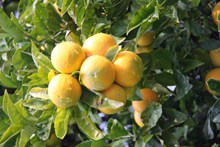 橘子树上的橘子高清图片