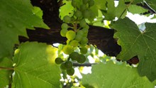 绿色葡萄园葡萄高清图片