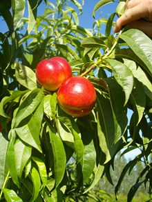 成熟的油桃高清图