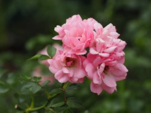 粉色玫瑰花绽放图片素材
