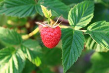 红山莓高清图片