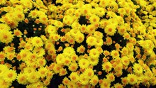 黄色菊花盛开高清图