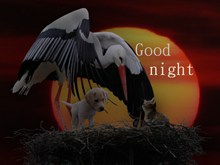 可爱小动物晚安高清图片