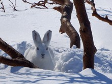 雪地上小白兔高清图片