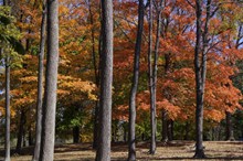 秋季桦树林风景图片大全