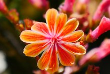 橙色美丽花朵高清图片