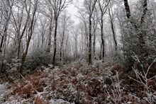 冬天树林风景精美图片