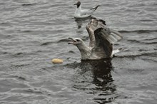海鸥水中觅食高清图片