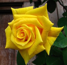 黄色玫瑰花微距图片大全
