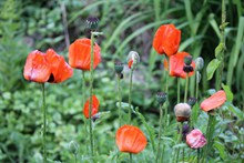 红罂粟花摄影精美图片