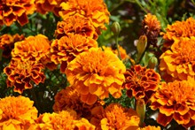 橙色康乃馨花朵高清图