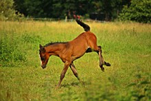 马儿奔跑精美图片