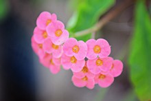 粉色观赏花高清图片