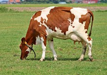 奶牛吃草精美图片