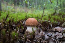 橙帽牛肝菌菇图片素材