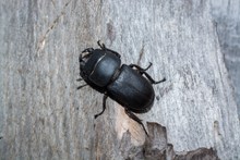 黑色甲虫图片素材