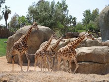 一群长颈鹿高清高清图