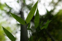 绿竹叶精美图片