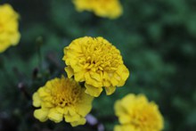 黄色鲜花盛开图片素材
