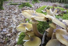菌类植物蘑菇图片大全