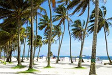 热带旅游风景棕榈树图片下载