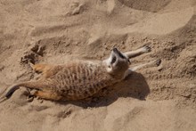 沙滩上玩耍的猫鼬图片下载