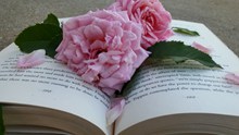 书本上的玫瑰花高清图片