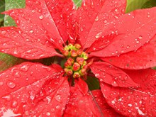 高清雨珠红叶子精美图片