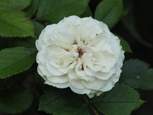 浪漫白色玫瑰花图片素材