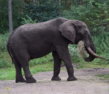 一只野生大象精美图片