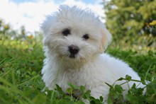 草地上白色幼犬高清图