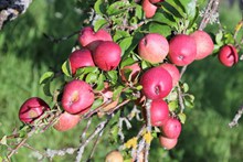 苹果树上鲜红苹果图片下载