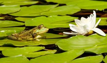 青蛙和白莲花图片素材