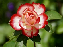 浪漫玫瑰花绽放图片素材