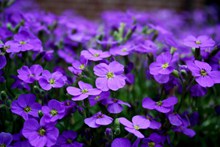 美丽紫色花朵高清图片
