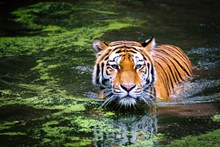 老虎游泳精美图片