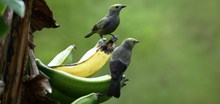 香蕉上的情侣小鸟高清图片