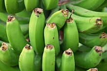 绿色未成熟香蕉图片素材