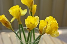 春天黄色喇叭花图片素材