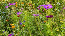 草丛中五颜六色花朵精美图片
