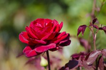 唯美爱情红玫瑰精美图片