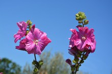 蓝天下粉色花朵摄影精美图片