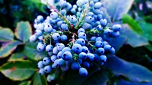 美味新鲜蓝莓高清图