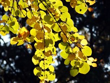 秋天黄树叶图片下载