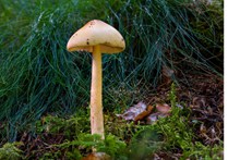 森林伞状蘑菇精美图片