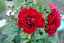 鲜红玫瑰花唯美高清图片