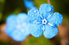 蓝色花朵水珠图片