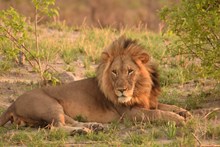 高清非洲雄狮写真图片下载