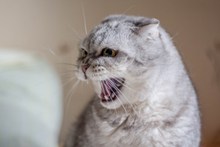 张大嘴巴的猫图片素材