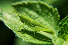 绿色透明蝗虫摄影图片素材